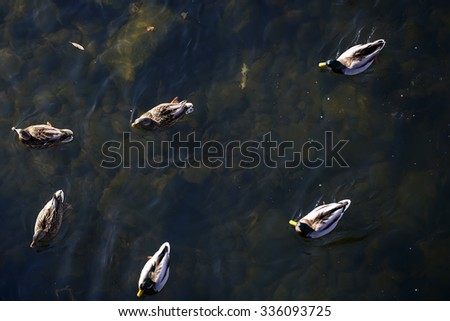 Up view of many beautiful animals of swimming domestic or wild birds od ducks together on lare or river reflective water sunny day on natural background, horizontal picture