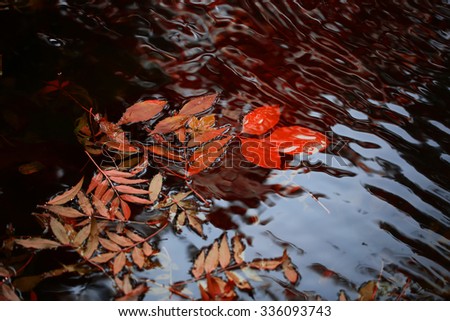 Closeup view of many beautiful colorful autumn tree leaves red yellow orange green colors floating on wavy water with reflection of nature on outdoor background, horizontal picture