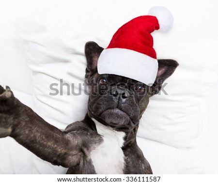 french bulldog  dog taking a selfie in bed at christmas   wearing a red santa hat