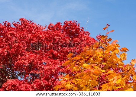 bright colors of autumn maples