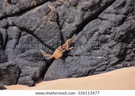 Barbary Ground Squirrel Atlantoxerus Getulus on the Spanish Island Fuerteventura 