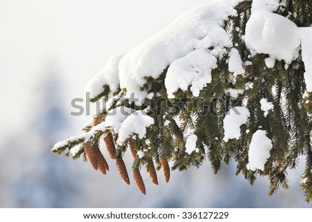 fir tree, cones, snow, winter.