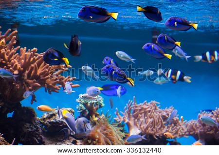 The coral reef fishes in aquarium environment