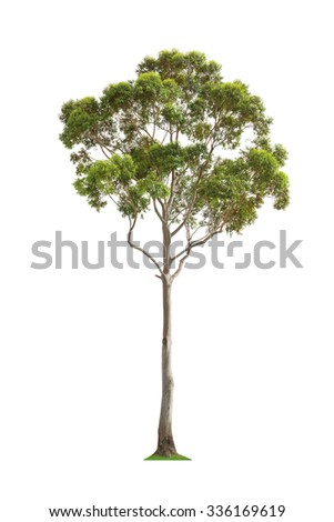Green beautiful and tall eucalyptus tree isolated on white background Royalty-Free Stock Photo #336169619