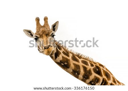 Close up shot of giraffe head isolate on white Royalty-Free Stock Photo #336176150