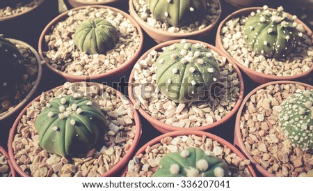Big collection of Cactus family.
