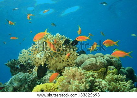 Living Coral Reef