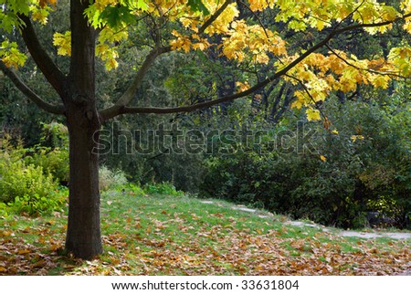 Golden tree foliage and pedestrian path in autumn city park