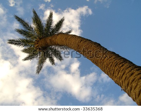 Photography of high palm and blue sky
