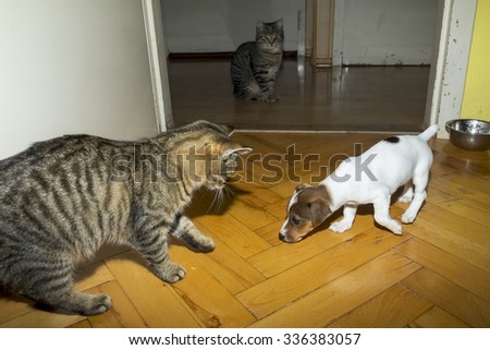 small terrier playing with kittens