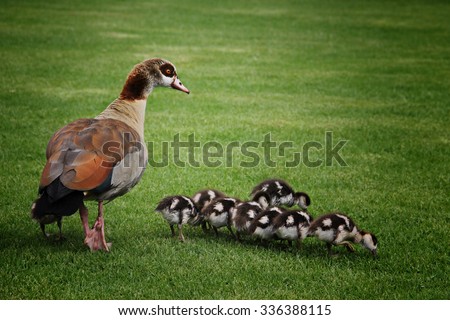 A picture of a exotic mother duck with her babies.