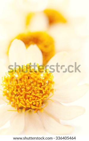 flowers of African daisy, macro, background