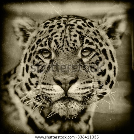 Vanishing Amazonian wildlife: vintage style image of a Jaguar - Panthera onca. The jaguar is the third-largest feline after the tiger and the lion, and the largest in the Western Hemisphere.