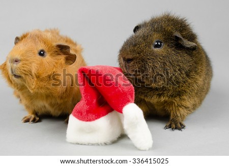 father christmas coming??? (baby peruvian guinea pig and rex)