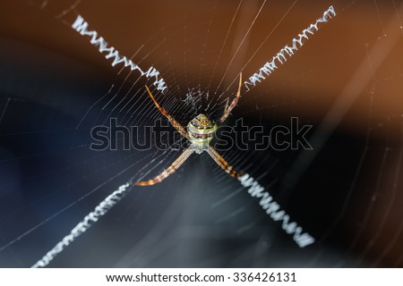 Spider on spider web with bokeh in the daylight time.