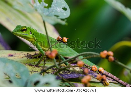 Chameleon in green bushes - Green chameleon on the branch with shallow DOF

