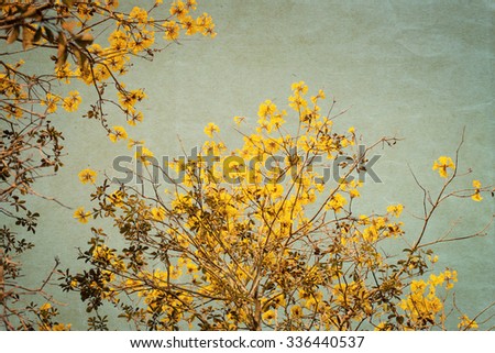 Old photograph of yellow flower tree - vintage art paper texture