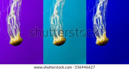 Triple collage of sea nettle jellyfish on different colorful backgrounds 
