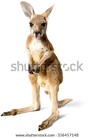 Baby Kangaroo Sticking out Tongue - Isolated