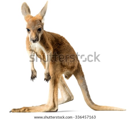Baby Kangaroo - Isolated