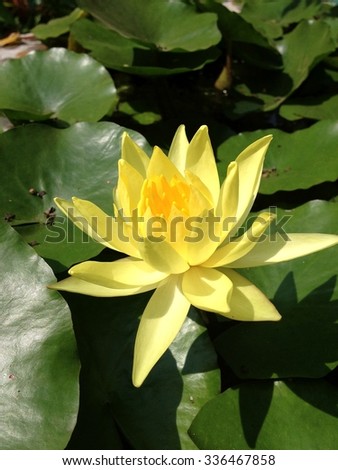yellow lotus - Nymphaea mexicana