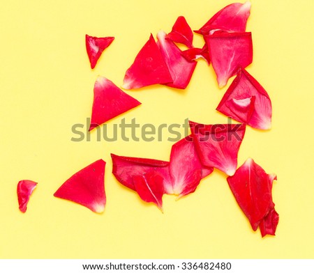 rose petals on yellow background