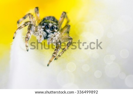 jumping spider 
