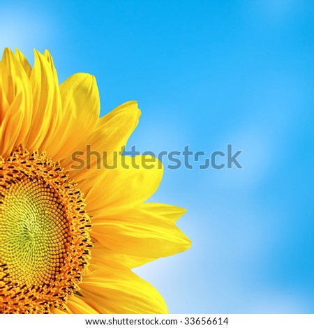 Yellow Sunflower on Blue Sky