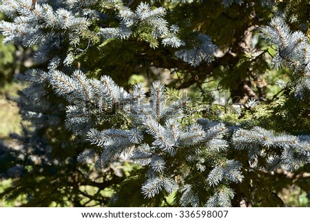 Silver fir tree