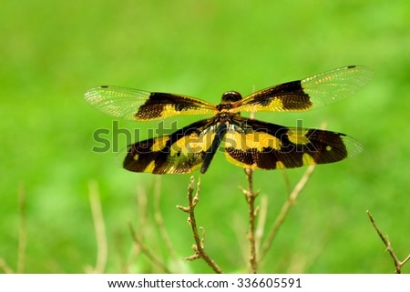 Common Picture Wing Dragonfly close photography with beautiful green nature background
