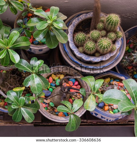 Top view of home grown trees and cactus in the pots with colourful soils over balcony of public housing (HDB) flats. The fractal on the pot is generic print. Great for agriculture publication