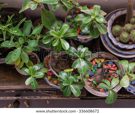 Top view of home grown trees and cactus in the pots with colourful soils over balcony of public housing (HDB) flats. The fractal on the pot is generic print. Great for agriculture publication