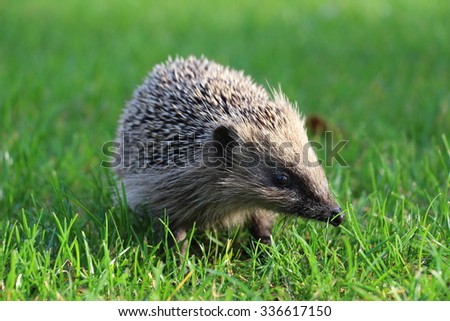 Hedgehog in the Grass