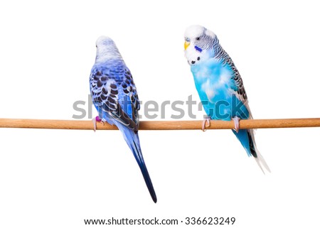 Two Budgies On A Perch, on white background