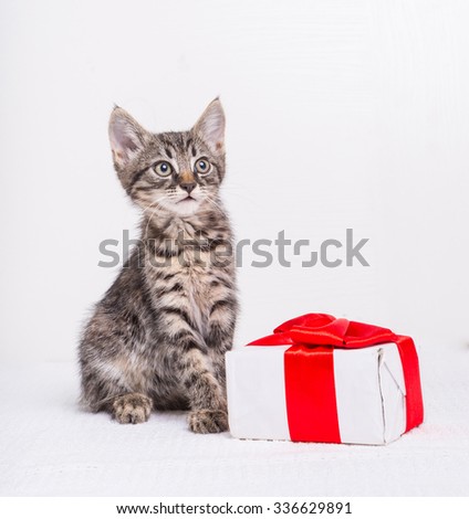 Cute kitten with present box on white background