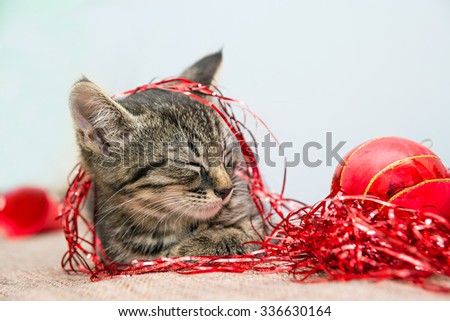 Grey small Christmas kitten sleeping on a flor with Christmas red decoration