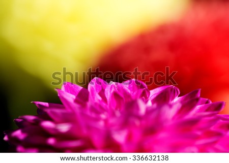 A close-up picture of petals of a pink flower
