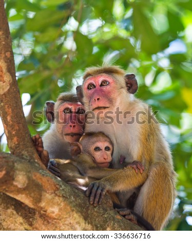 Family of monkeys sitting in a tree. Funny picture. Sri Lanka. An excellent illustration.