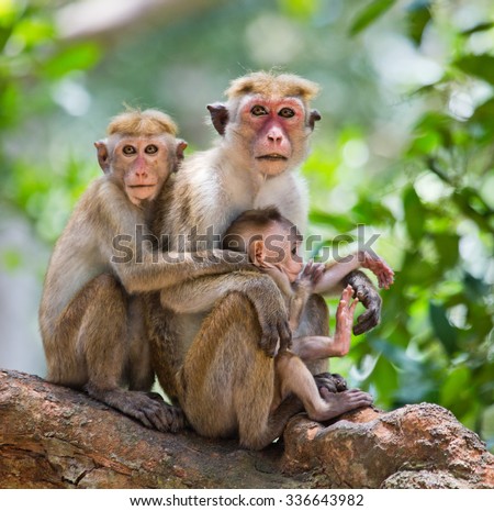 Family of monkeys sitting in a tree. Funny picture. Sri Lanka. An excellent illustration.