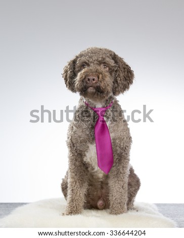 A lagotto romagnolo portrait with a purple tie. Image taken in a studio. The breed is also known as the truffle dog or Italian waterdog.