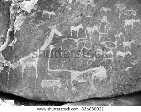 Prehistoric Bushman engravings - Lion Plate with Lion Man and other animals and symbols, Twyfelfontein, Namibia. Black and white image.