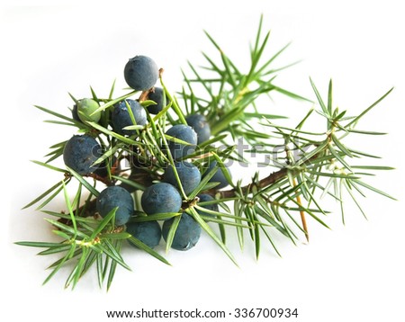 Common Juniper (Juniperus communis) Royalty-Free Stock Photo #336700934