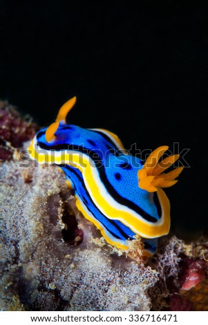 Yellow, blue, white, purple and black nudibranch. Underwater photo. Philippines