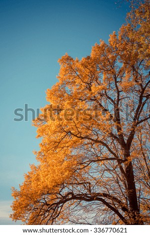 Autumn, fall trees. Sun shining through colorful leaves. Vintage photograph style