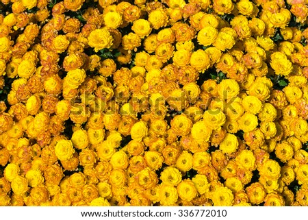 Briar Yellow Rose Bush