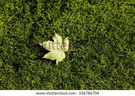 Close-up picture of a beautuful autumn maple leaf represented on green grass. Yellow-coloured maple leaf in the autumn park.