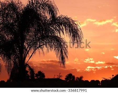 palm tree in the sunset