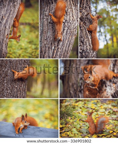 Red squirrel sitting on the tree in the park