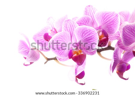 Pink orchid in pot on white background. Image of love and beauty. Natural background and design element.
