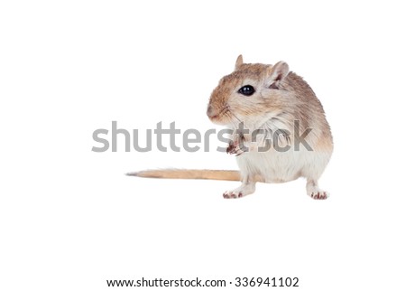 Portrait of a funny gergil isolated on a white background